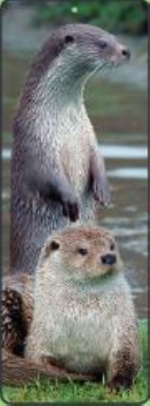 Scottish Otters Lenticular Bookmark Ruler