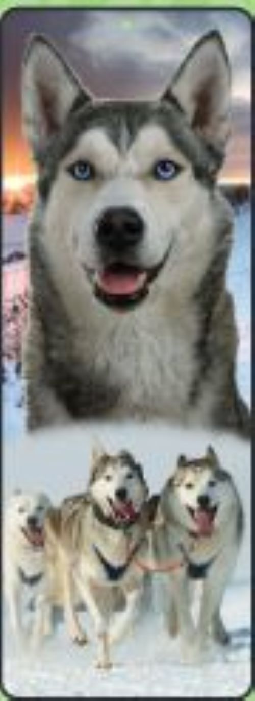 Siberian Huskies Lenticular Bookmark Ruler