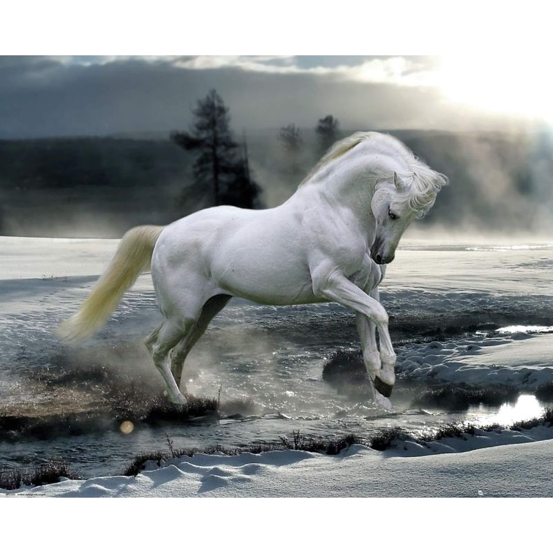 GB Eye, Bob Langrish, Horse Snow, Mini Poster 40x50cm